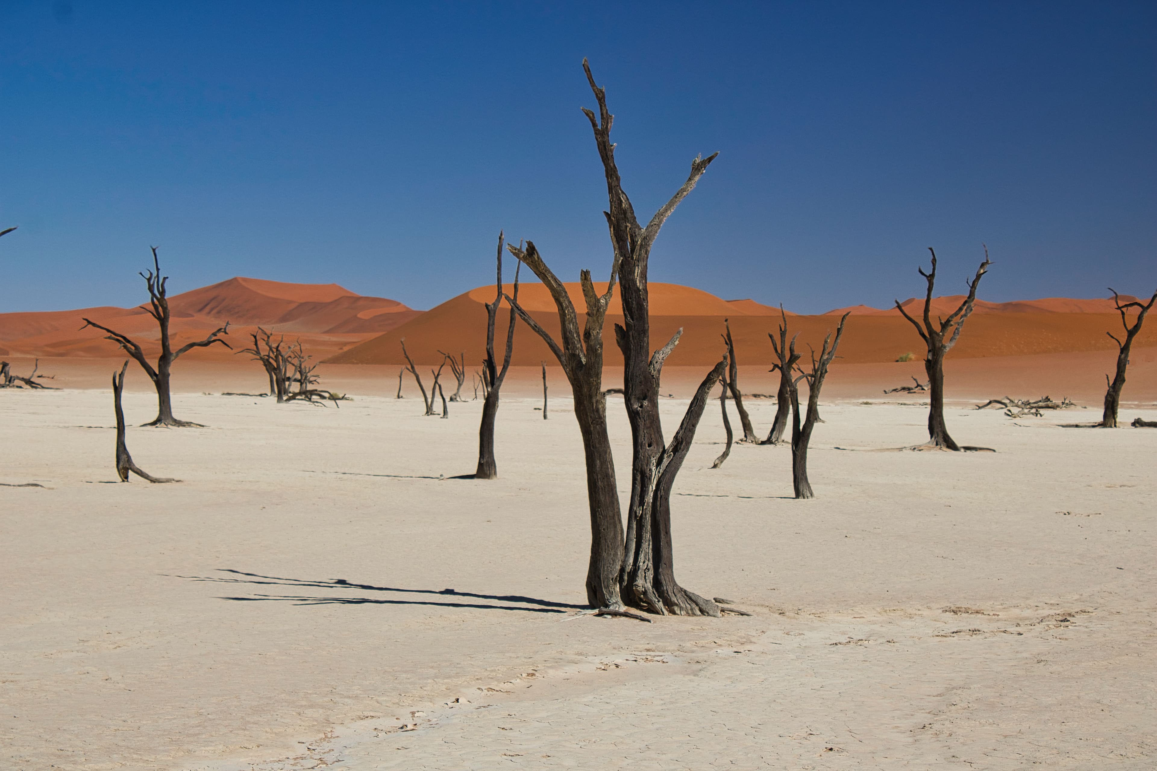 Deadvlei in Namibia with ancient camel thorn trees against orange sand dunes